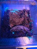 Scorpion, Slang, 0 tot 2 jaar