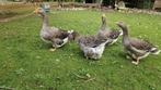 Toulouse Dewlap gans, Dieren en Toebehoren, Geslacht onbekend, Gans of Zwaan