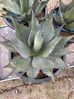 Agaves verschillende soorten, Tuin en Terras, Planten | Tuinplanten, Ophalen of Verzenden