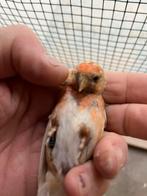 Kleine bruine barmsijzen, Dieren en Toebehoren, Meerdere dieren, Wildzangvogel, Geringd