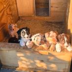 Zeer mooie australian shepherd pups. Voor een gouden mandje., Dieren en Toebehoren, 8 tot 15 weken, Meerdere, Meerdere dieren