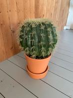 Nep cactus plant bol, Ophalen