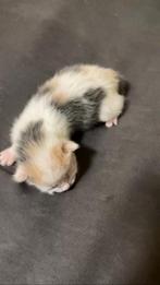 1 Euro-korthaar x mainecoon x britse langhaar, Dieren en Toebehoren, Katten en Kittens | Raskatten | Langhaar, Poes, Ontwormd