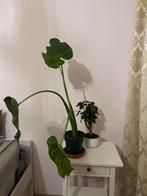 Mooie kamerplanten: Ficus, Ophalen, Ficus, Halfschaduw, In pot