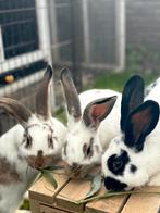Lotharinger Groot Rammen, Dieren en Toebehoren, Mannelijk, Groot