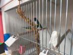 Te koop koppel gouls., Dieren en Toebehoren, Vogels | Overige Vogels, Meerdere dieren