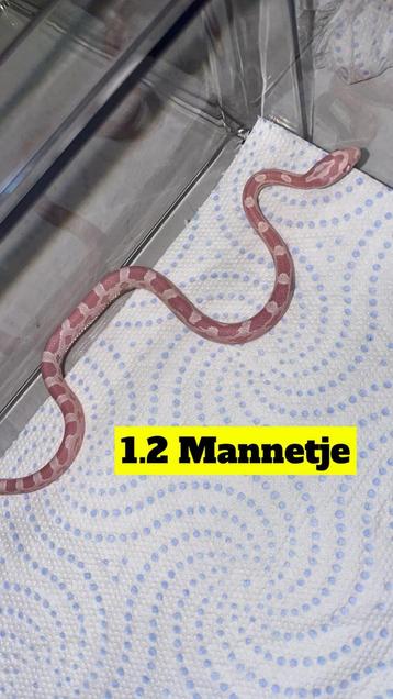 Leuke Jonge Rattenslangen! beschikbaar voor biedingen