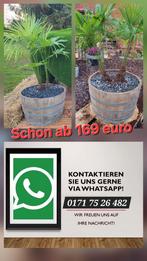 Palmen compleet in half wijnvat, Ophalen, Rond, Hout