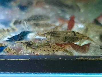 Neocaridina wild kleur beschikbaar voor biedingen