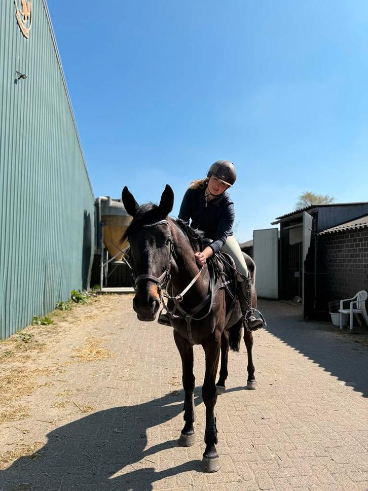 stal vrij voor training, verkoop of zadelmak maken!, Diensten en Vakmensen, Dieren | Paarden | Verzorging, Oppas en Les