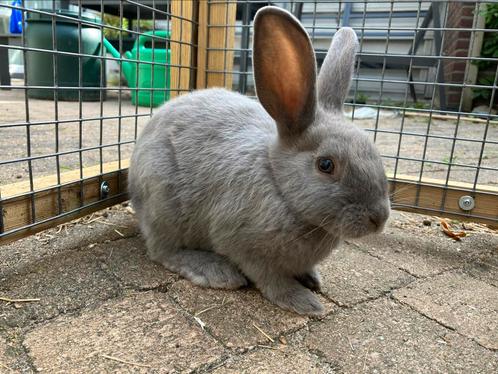 Marburger Feh voedster, Dieren en Toebehoren, Konijnen, Vrouwelijk
