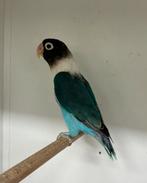 Agapornis personata poppen in diverse kleuren met dna, Vrouwelijk, Dwergpapegaai of Agapornis, Geringd