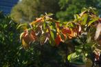 Sassafras albidum, Sassafras, Laurus albida, Tuin en Terras, Planten | Tuinplanten, Overige soorten, Volle zon, Vaste plant, Ophalen of Verzenden