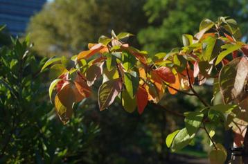 Sassafras albidum, Sassafras, Laurus albida beschikbaar voor biedingen