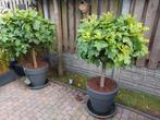 2 bonsai eikenbomen, Tuin en Terras, Bloeit niet, Overige soorten, 100 tot 250 cm, Ophalen