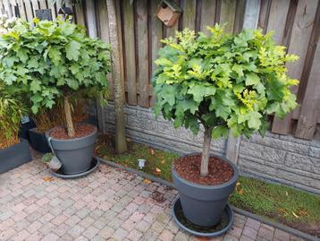 2 bonsai eikenbomen beschikbaar voor biedingen