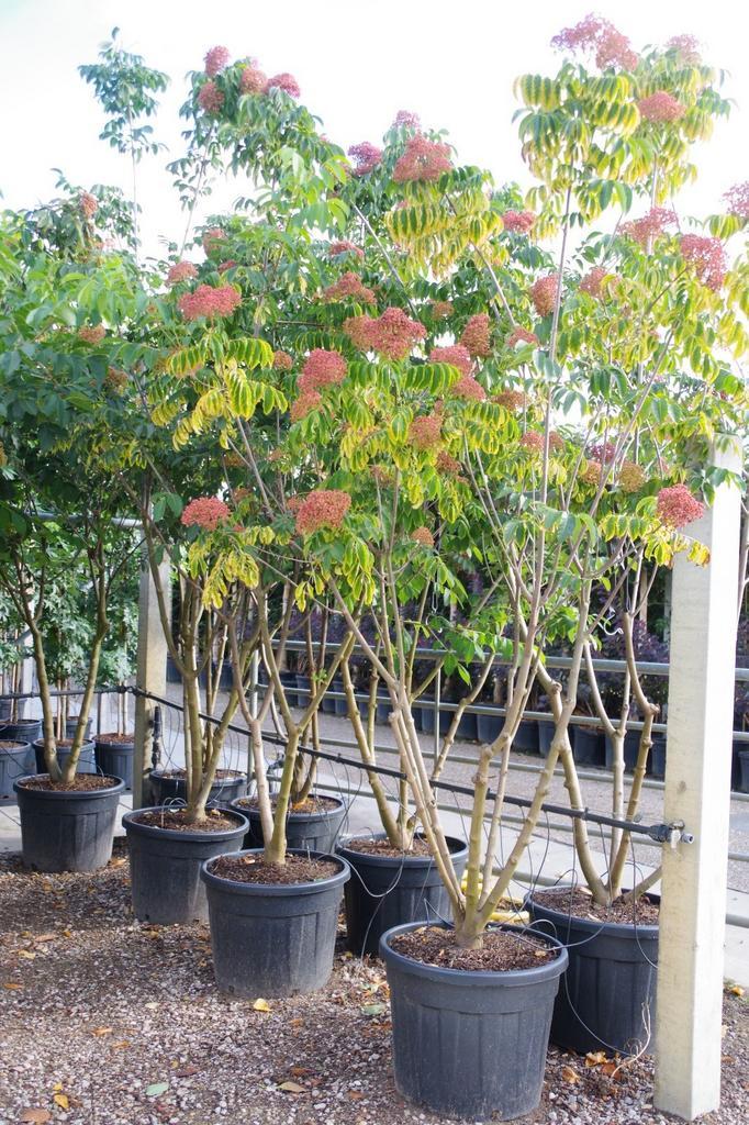 bijenboom Tetradium daniellii meerstammige, Tuin en Terras, Planten | Bomen, Overige soorten, Volle zon, Zomer, In pot, Ophalen