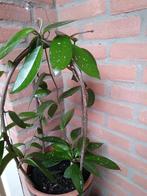 De kroon van Jezus, Ophalen, Halfschaduw, Minder dan 100 cm