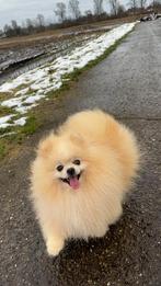 Pomeranian male, Dieren en Toebehoren, Nederland, Keeshond, Reu, Parvo