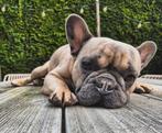 Franse bull reu met stamboom, Dieren en Toebehoren, Honden | Bulldogs, Pinschers en Molossers, Rabiës (hondsdolheid), Reu, 1 tot 2 jaar