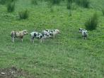 Bonte bentheimer biggen, Dieren en Toebehoren, Schapen, Geiten en Varkens, Meerdere dieren, Varken