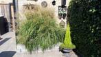 Grote Miscanthus met veel prachtige pluimen. Hoogte ca. 1.70, Ophalen, Volle zon, Vaste plant, Siergrassen