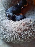 Jack russel pups, Dieren en Toebehoren, Honden | Jack Russells en Terriërs, Jack Russell Terriër, 8 tot 15 weken, Meerdere, Meerdere dieren