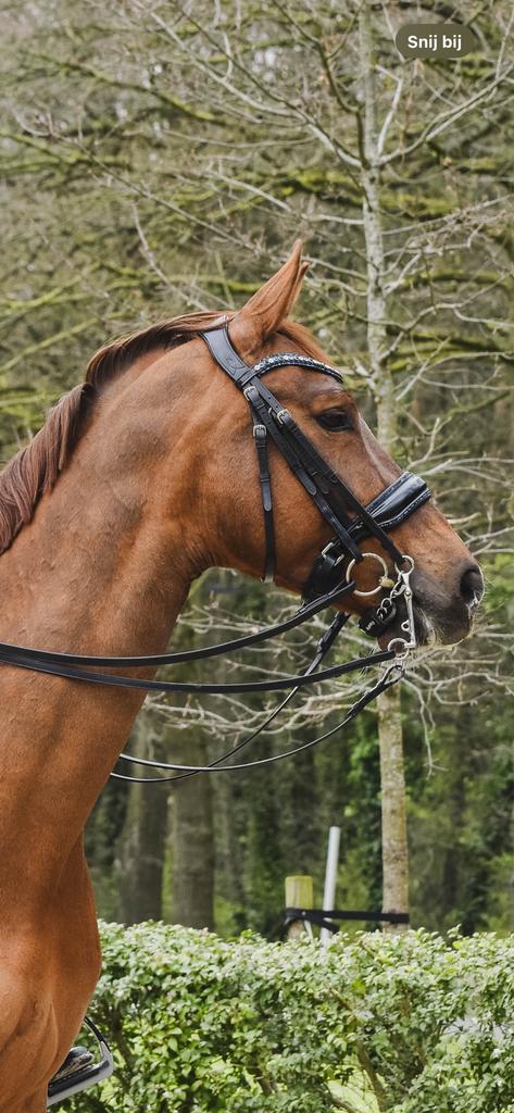 HB Showtime stang en trens hoofdstel, Dieren en Toebehoren, Paarden en Pony's | Hoofdstellen en Tuigage, Nieuw, Dressuur, Verzenden