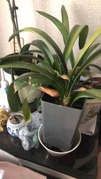 Huiskamer planten goedkoop mooi €10 per stuk, Huis en Inrichting, Kamerplanten, Ophalen of Verzenden, Overige soorten, Minder dan 100 cm