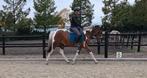 Hele brave leuke lieve E pony ruin!, Dieren en Toebehoren, Pony's, B, Ruin, 3 tot 6 jaar, Recreatiepony