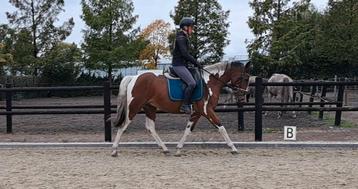 Hele brave leuke lieve E pony ruin! beschikbaar voor biedingen