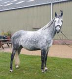 Te koop 6-jarige Ruin, Dieren en Toebehoren, Pony's, B, Ruin, 3 tot 6 jaar, Recreatiepony