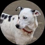 Mooie meisje met blauwe ogen zoekt huis., Dieren en Toebehoren, Honden | Niet-rashonden, Rabiës (hondsdolheid), 1 tot 2 jaar, Teef