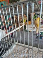 te koop  5 kanaries 3 mannetjes en 2 vrouwtjes 15 euro per s, Dieren en Toebehoren, Vogels | Kanaries, Meerdere dieren, Kleurkanarie