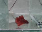 Betta splendens super delta kempvis man