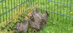 Kippen, Dieren en Toebehoren, Pluimvee, Meerdere dieren, Kip