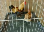 wyandotte kriel, Meerdere dieren, Kip