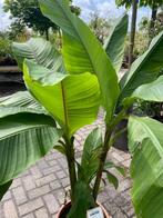 Japanse vezelbananenplant (Musa basjoo), Ophalen, Zomer, Volle zon, Overige soorten