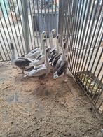 ganzen, Dieren en Toebehoren, Pluimvee, Meerdere dieren, Gans of Zwaan