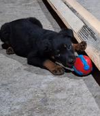 Rottweiler pups (nog enkele beschikbaar)!, 8 tot 15 weken, Meerdere, Meerdere dieren, Nederland