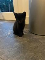 Zwart lief katertje 7 weken oud, Dieren en Toebehoren, Katten en Kittens | Raskatten | Korthaar, Kater