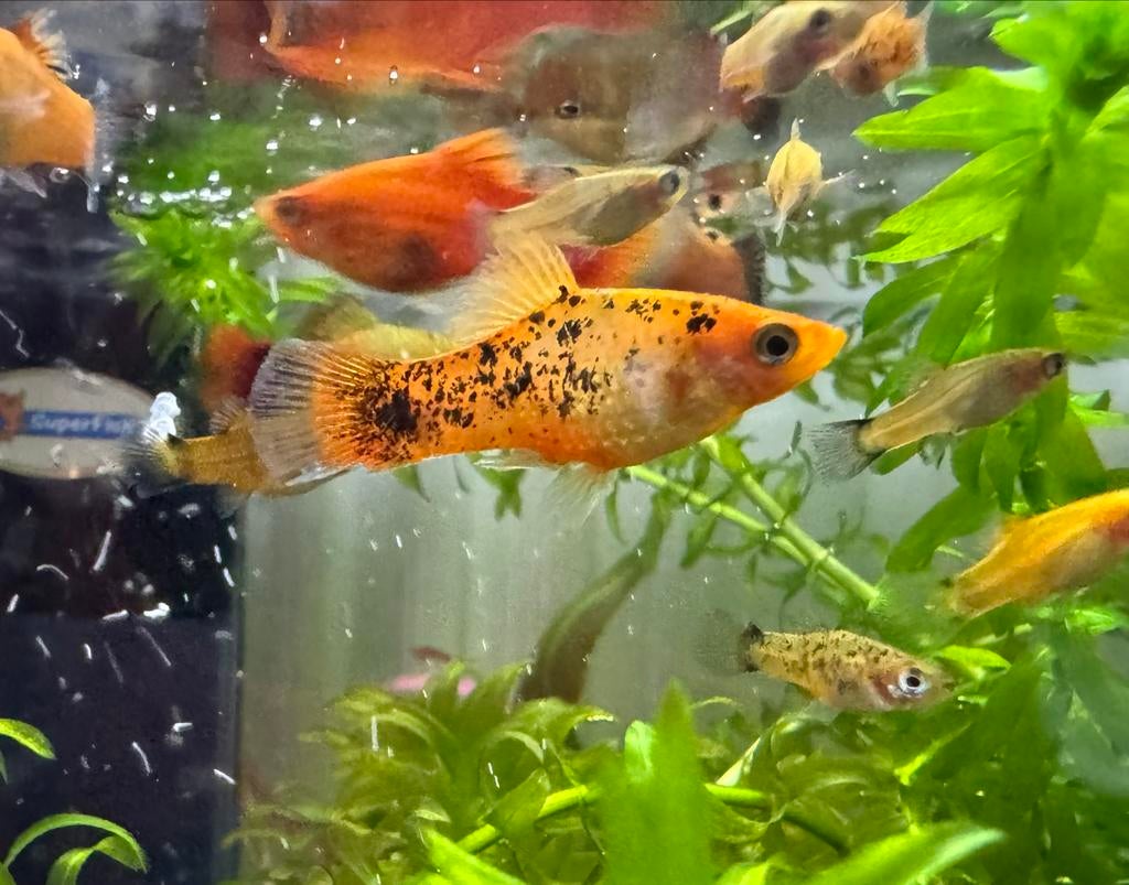 Zoetwatervis platy’s, Dieren en Toebehoren, Vis