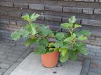 Compacte vijgen struik in een 19cm pot, Ophalen, Zomer, Overige soorten, Volle zon