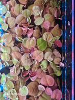Phyllanthus fluitans, Ophalen of Verzenden, Zo goed als nieuw, Plant(en), Steen of Hout