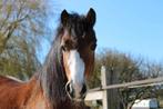 Leuke bruine Welsh A pony te koop, Dieren en Toebehoren, Pony's, B, 7 tot 10 jaar, B pony (1.17m tot 1.27m), Recreatiepony