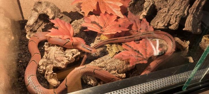Man Broad-banded mountain rat snake (O.p.laticinctus)