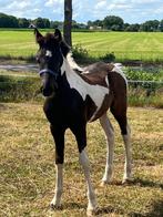 Zwartbont hengstveulen van de Barock Pinto hengst IEME BP, Dieren en Toebehoren, Hengst