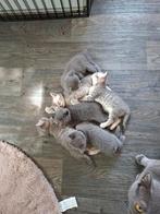 3 mooie lieve britse korthaar kittens, Dieren en Toebehoren, Katten en Kittens | Raskatten | Korthaar, Kater, Ontwormd, 0 tot 2 jaar