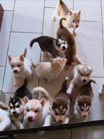 Husky puppy’s, Dieren en Toebehoren, Poolhond, Meerdere, Meerdere dieren, Nederland