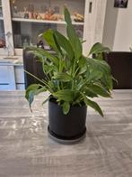 lepelplant lucht zuiverende plant met pot en pot onderzette, Huis en Inrichting, Kamerplanten, Ophalen, Overige soorten, Minder dan 100 cm